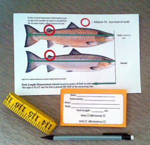 salmon kit photo